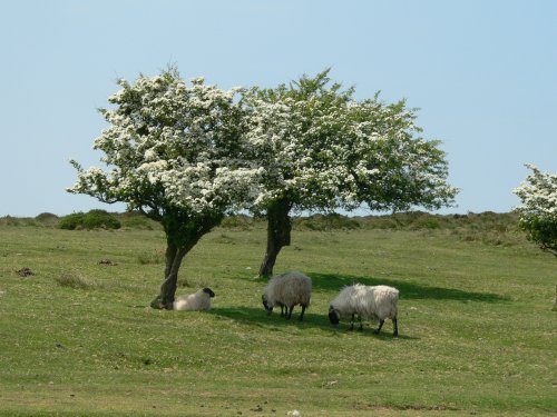 Hawthorn Tree, Quantock Hills, Somerset