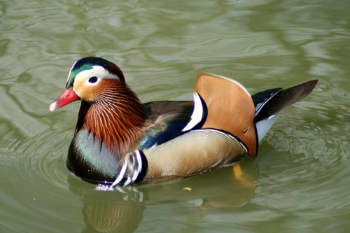 Mandarin Duck.