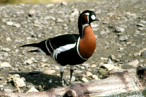 Red Breasted Goose.