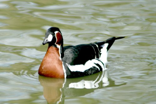 Red Breasted Goose. On pond at Wetlands Centre. Tyne and Wear.