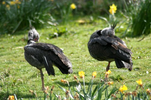 South American Crested Screamer. Washington Wetlands Centre, Tyne & Wear.