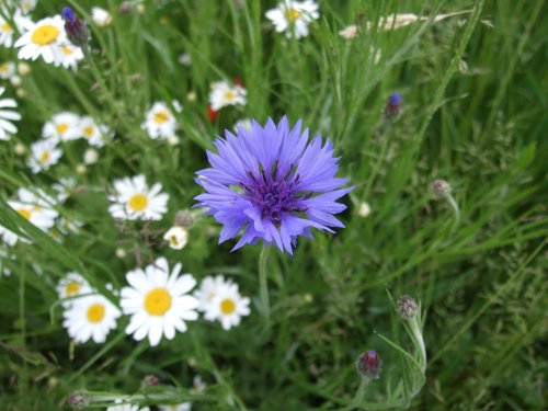 Wildflower meadow