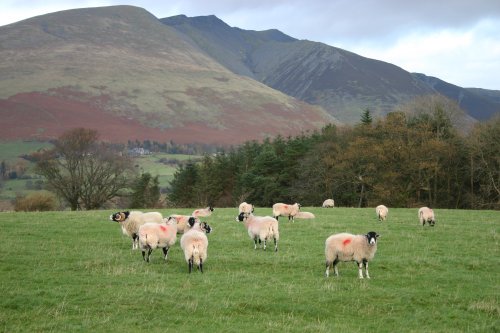 Looking towards Blencathra from the Castlerigg Stone Circle