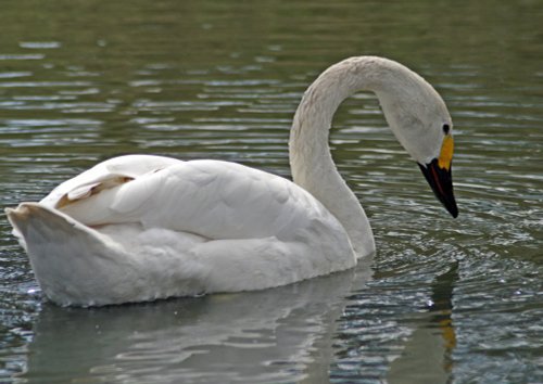 Bewick's Swan