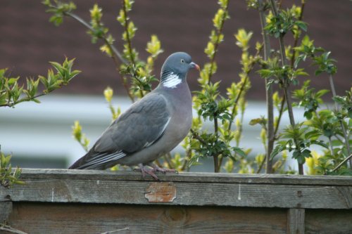 Wood Pidgeon.