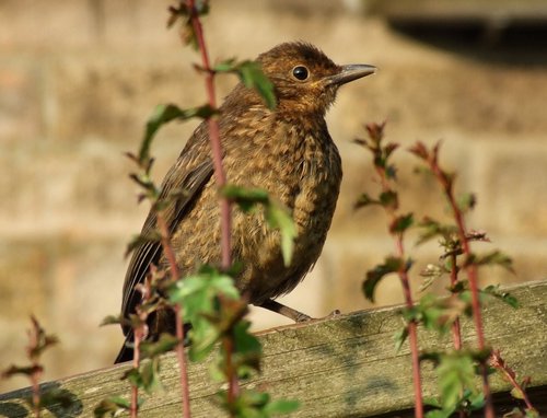 Young blackbird....turdus merula