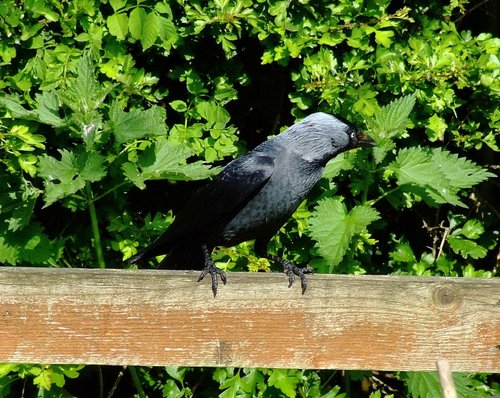 Jackdaw....corvus monedula