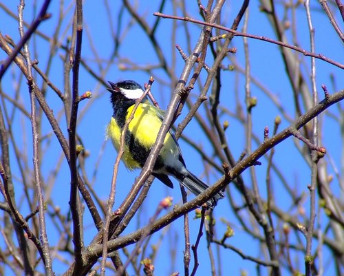 Great tit....parus major