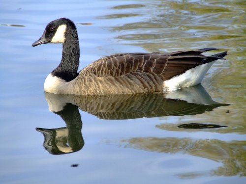 Canada goose....branta canadensis