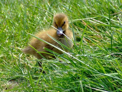 Mallard duckling