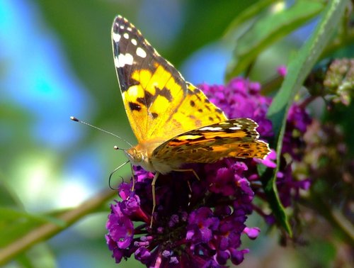 Painted lady butterfly