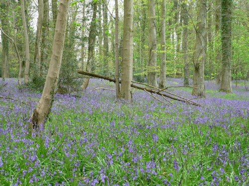 Bluebells, Somerset