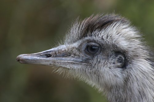 Rhea at Trotters World Of Animals