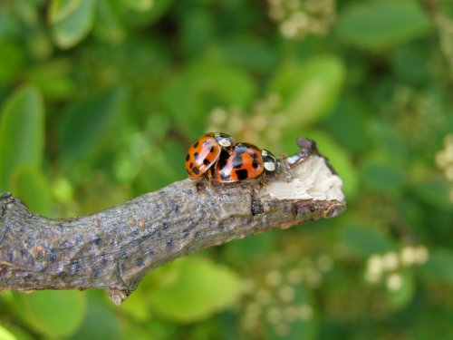 Ladybirds