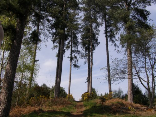 Maulden Woods