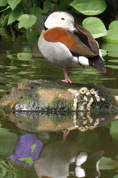 A peaceful life at Slimbridge