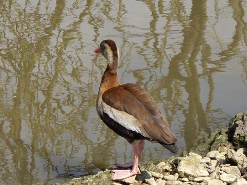 Slimbridge in April