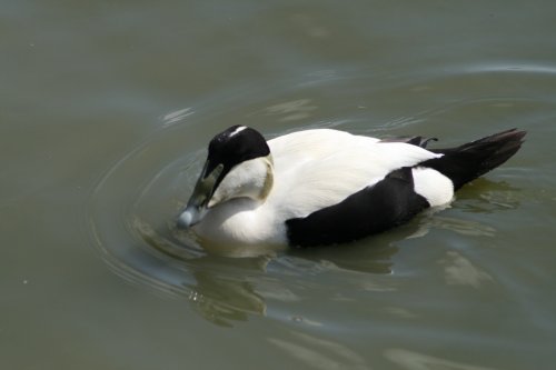 Eider Duck at Washington Wetland Centre. Tyne and Wear.