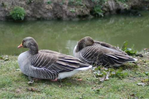 Greylag Geese at Washington Wetland Centre. Tyne and Wear