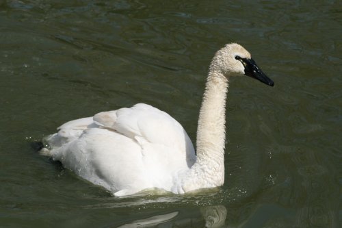 Trumpeter Swan at Washington Wetland Centre. Tyne and Wear