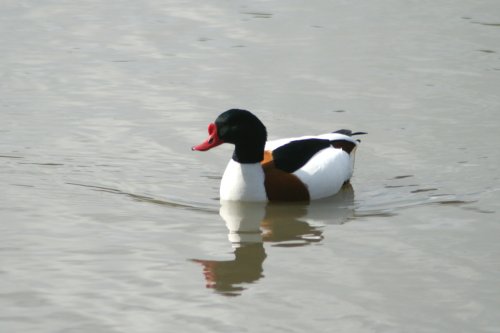 Shelduck Male at Washington Wetland Centre. Tyne and Wear