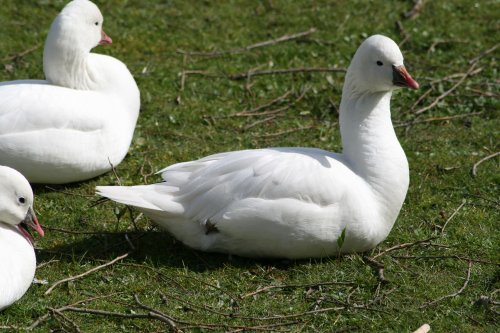 Andean Goose