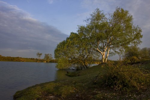 New Forest, Hampshire