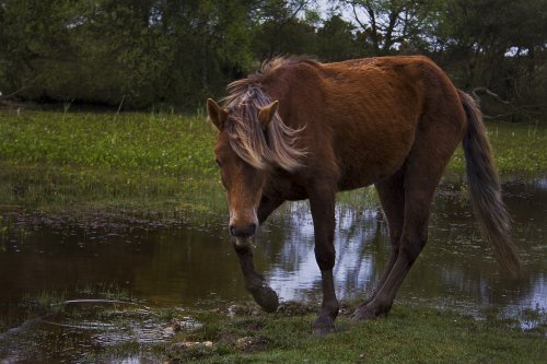 New Forest pony, New Forest, Hampshire