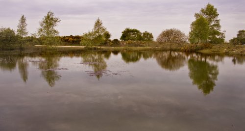 New Forest, Hampshire