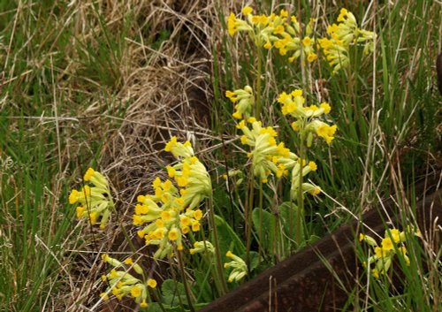 Cowslips on the old Oxford-Cambridge railway line at Mursley, Bucks