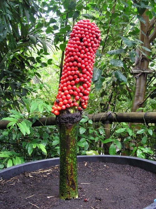 Fruit of the Titan Arum in the tropical biome at Eden