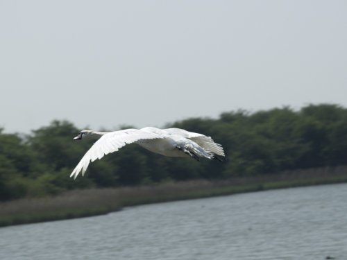 Swan in flight at New Holland