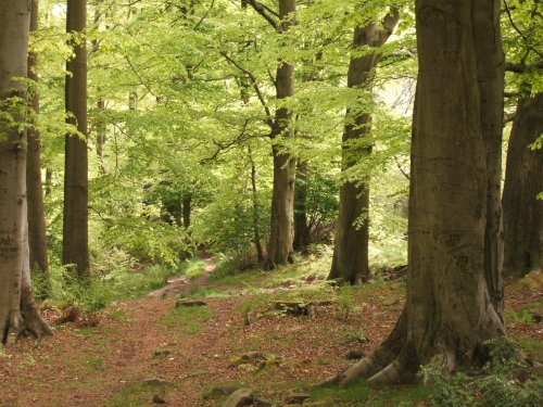 Mill Wood, Hurst Green in Lancashire.