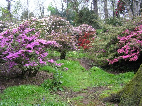 Azaleas flowering in Caerhays Castle gardens, Cornwall