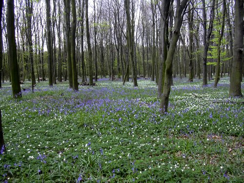 Wood Anemones in Melton Woods