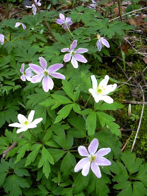 Wood anemones in Melton Woods