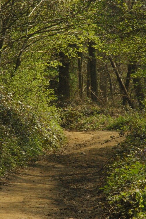 Chantry Wood, Guildford