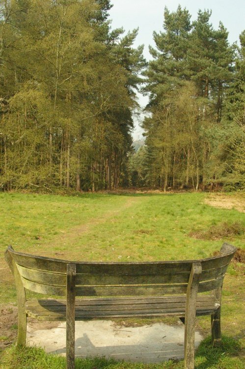 chantry wood