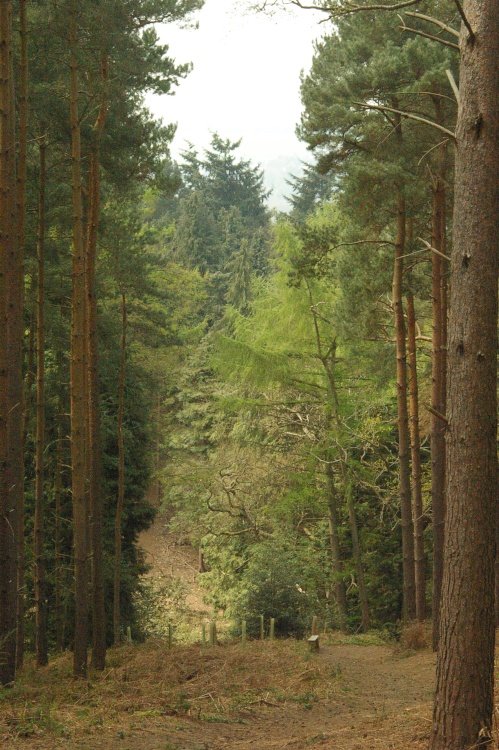 Chantry Wood, Guildford