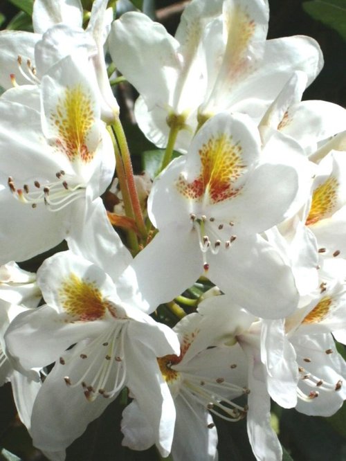 Rhododendron in Chatsworth Garden