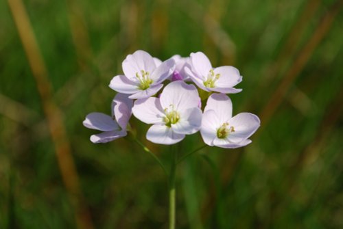 Cuckoo flower at Croxall Lakes