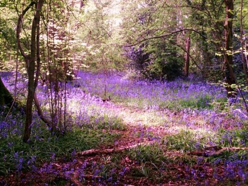 Bluebells