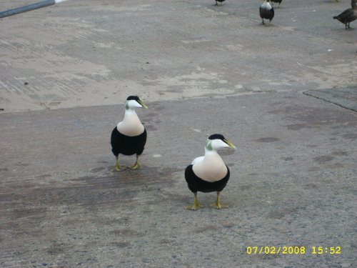 Eiderducks Seahouses