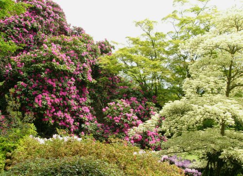 Killerton house gardens