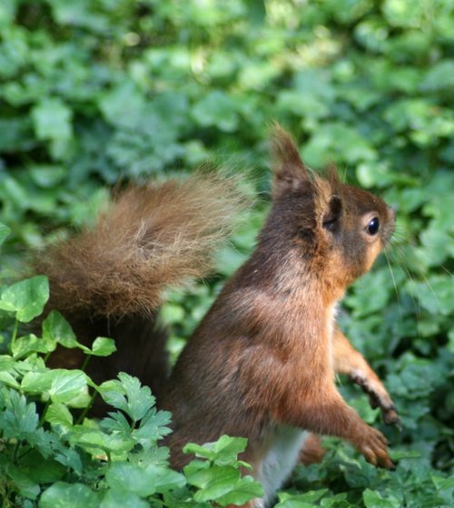 Red Squirrel