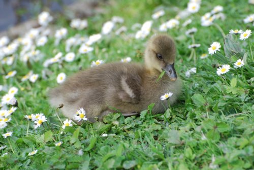 Greylag gosling at Swithland Reservoir