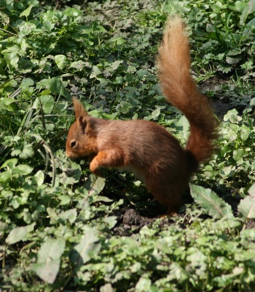 Red Squirrel seen from the nature hide at Wallington Hall, Northumberland.