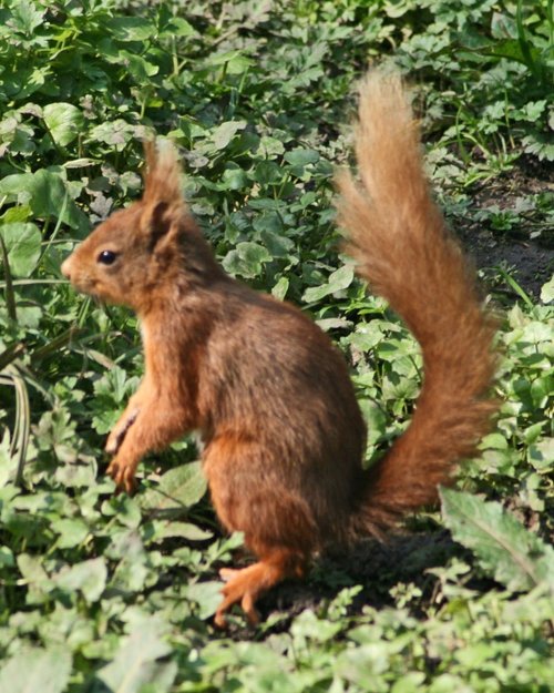 Red Squirrel seen from the nature hide at Wallington Hall, Northumberland.