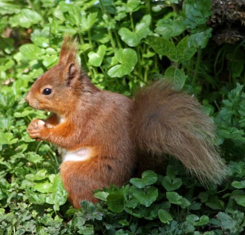 Red Squirrel seen from the nature hide at Wallington Hall, Northumberland.