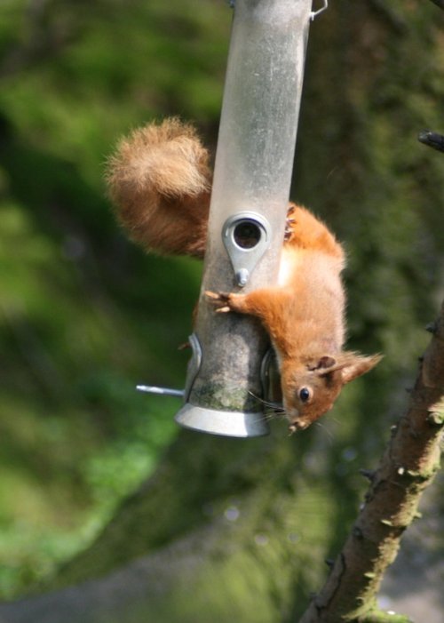 Red Squirrel stealing from the bird feeder as seen from the nature hide at Wallington Hall, Northumberland.